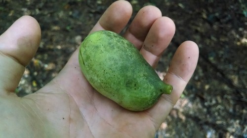 A hand holding a small, green, pear-shaped fruit in a natural, wooded setting.