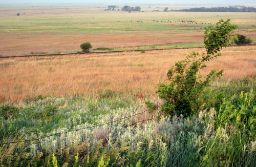 A scenic landscape featuring rolling hills, grassy fields, and a distant herd of cattle under a clear sky.