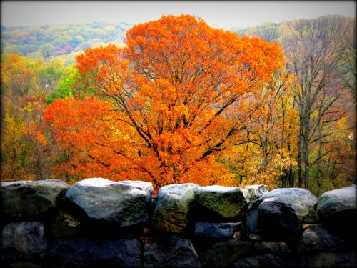 A vibrant orange tree stands out against a backdrop of autumn foliage, framed by a stone wall in the foreground.