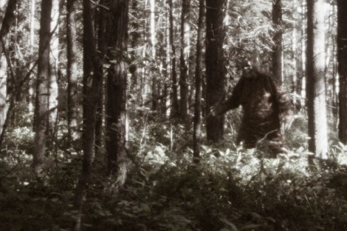 A shadowy figure stands among trees in a dense, misty forest, creating an eerie atmosphere.