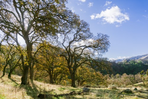 A scenic landscape featuring trees with autumn foliage under a clear blue sky and distant hills.
