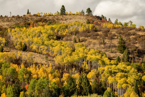 A hillside covered in vibrant autumn foliage, featuring yellow and green trees against a cloudy sky.