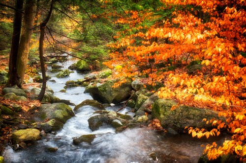 A serene stream flows through a forest with vibrant autumn leaves in shades of orange and yellow.