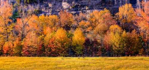 A scenic landscape featuring autumn trees in vibrant colors and a grassy field with deer grazing in the foreground.