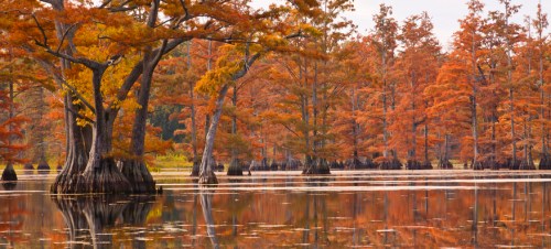Autumn scene of cypress trees with vibrant orange leaves reflected in calm water.