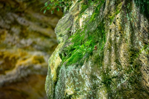 A close-up of a moss-covered rock with small green plants growing on its surface, set against a blurred natural background.