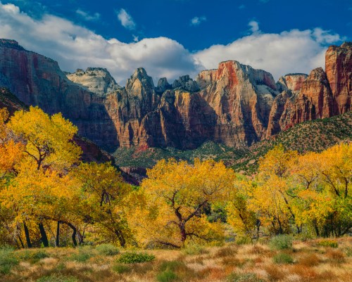 Vibrant autumn trees in the foreground with towering red rock formations and a blue sky in Zion National Park.