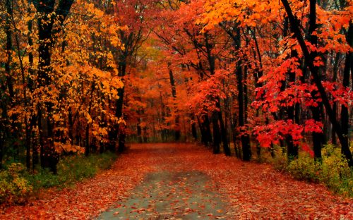 A serene path through a forest with vibrant orange and red autumn leaves covering the trees and ground.