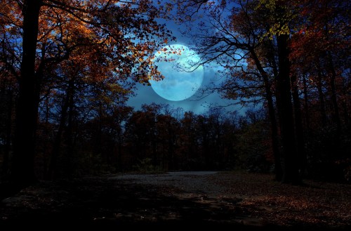 A serene night scene with a large moon shining through trees, surrounded by autumn foliage.