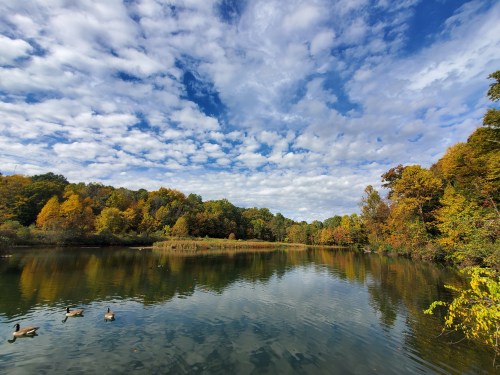 A serene lake surrounded by colorful autumn trees under a blue sky with fluffy clouds, with ducks swimming peacefully.