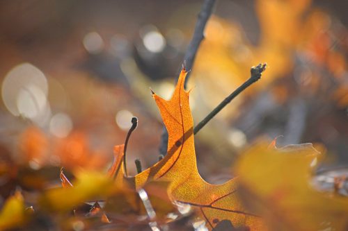 Close-up of autumn leaves in warm hues, with soft bokeh in the background, creating a serene, natural atmosphere.