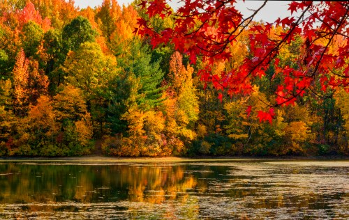 Vibrant autumn foliage reflects in a calm lake, with bright red leaves framing the scene.