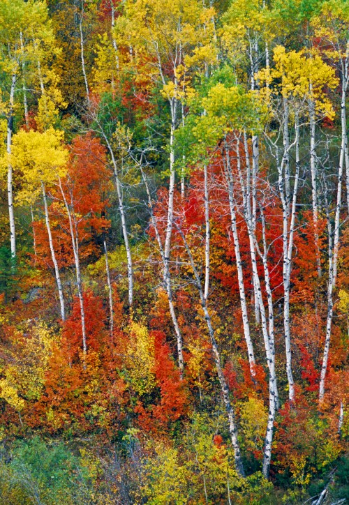 A vibrant autumn landscape featuring tall white birch trees surrounded by colorful red, orange, and yellow foliage.