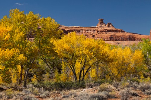 Vibrant yellow trees in the foreground with a rocky cliff and blue sky in the background.