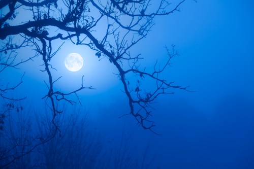 A full moon shines through a foggy night, framed by bare tree branches against a blue backdrop.