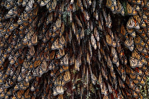 A close-up of numerous monarch butterflies clustered together on a tree trunk.