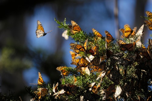 A cluster of orange and black butterflies resting on green foliage, with one butterfly in flight against a blue background.