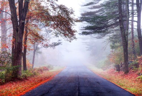 A foggy road lined with trees and autumn foliage, creating a serene and mysterious atmosphere.
