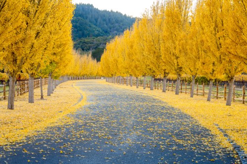 A winding road lined with vibrant yellow trees, surrounded by a carpet of fallen leaves.