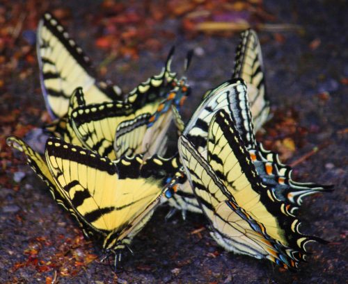 A cluster of yellow and black butterflies resting on the ground, showcasing their intricate wing patterns.