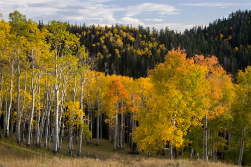 A vibrant forest scene with golden and orange autumn leaves among tall white trees and a backdrop of green pines.