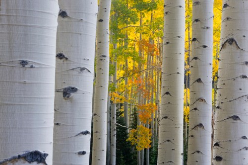 A serene forest scene featuring tall white aspen trees with vibrant yellow leaves in the background.