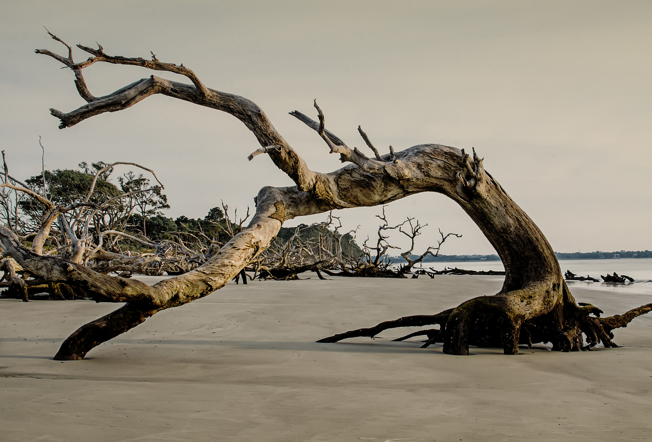 Pink outlets twisted tree on driftwood