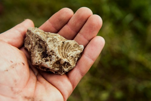 A hand holding a fossilized rock with visible shell imprints, set against a blurred green background.