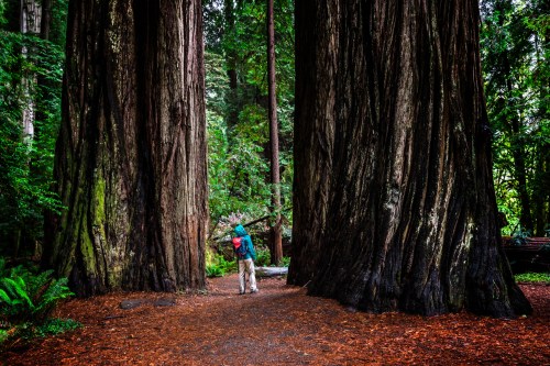 A person stands between two towering redwood trees in a lush forest, surrounded by greenery and fallen leaves.