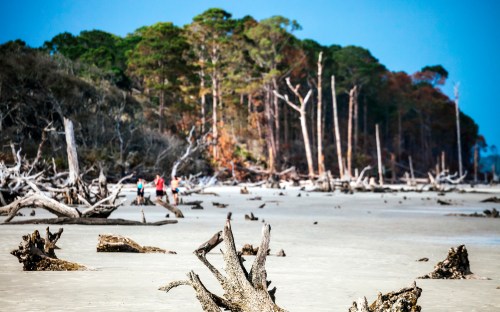 A sandy beach with driftwood and dead trees, featuring people walking along the shore in the background.