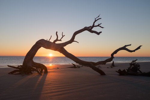 A twisted tree branch silhouetted against a sunset over the ocean, casting long shadows on the sandy beach.