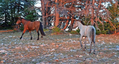 Two horses, one brown and one gray, walk through a rocky area with trees in the background during sunset.