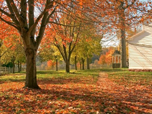 A serene autumn scene with colorful trees, fallen leaves, and a gazebo in a sunny landscape.