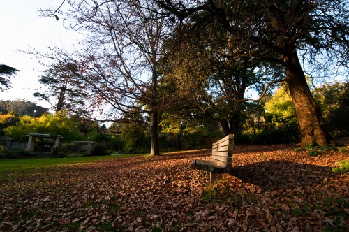 A wooden bench sits in a park surrounded by trees and fallen leaves, with soft sunlight filtering through the branches.