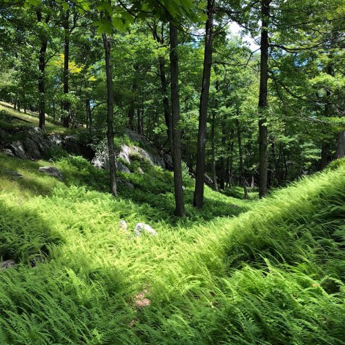 Lush green ferns cover the ground in a forest, surrounded by tall trees and rocky outcrops under a bright blue sky.