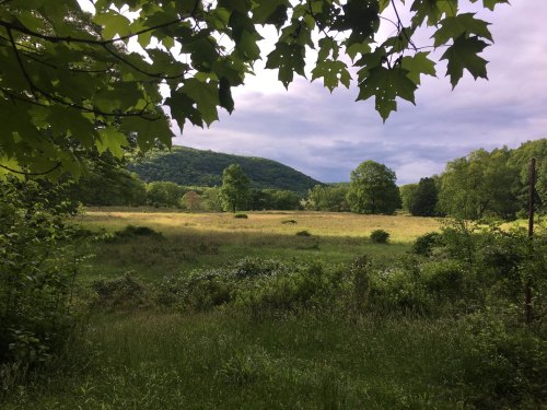 A serene landscape featuring a grassy field surrounded by trees and rolling hills under a cloudy sky.