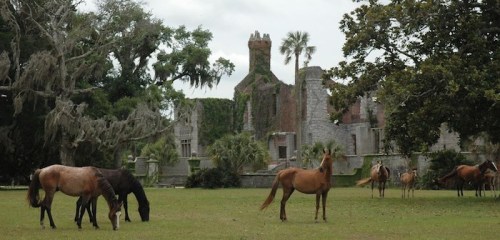 A group of horses grazes in front of a ruined mansion surrounded by trees and palm trees.