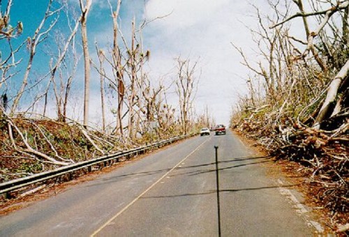 A road lined with damaged trees and debris, showing the aftermath of a storm or natural disaster.