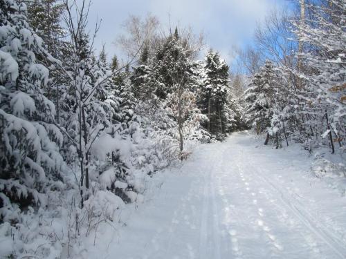 A snowy path winding through a forest of evergreen trees, with fresh snow covering the ground and branches.