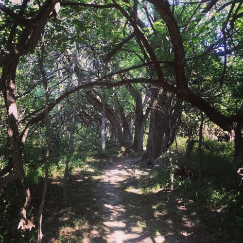 A narrow dirt path winding through a dense, green forest with intertwined branches overhead.