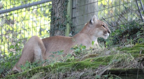 A cougar resting on a mossy slope, surrounded by greenery and behind a wire fence.