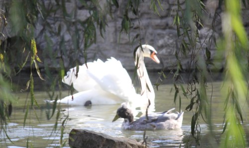 A white swan gracefully swims in a pond, with a gray duckling nearby, framed by hanging green leaves.