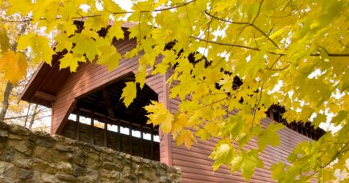 A red covered bridge peeks through vibrant yellow autumn leaves.