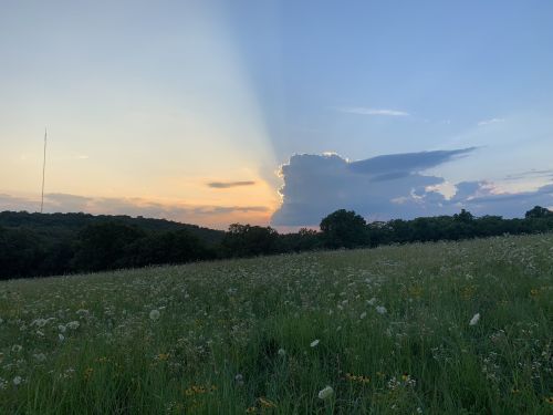 A serene landscape featuring a grassy field with wildflowers, under a colorful sunset and scattered clouds.