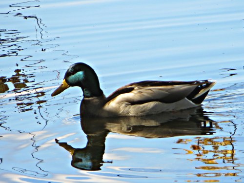 A mallard duck swims peacefully on a calm, reflective water surface.