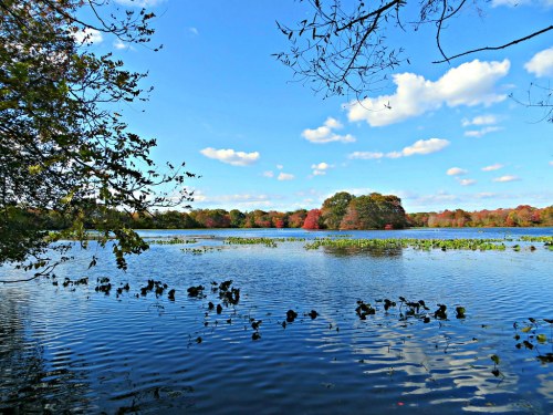 A serene lake surrounded by trees, reflecting a clear blue sky with fluffy clouds and hints of autumn colors.