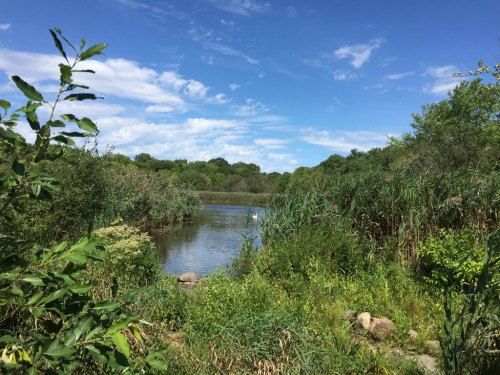 A serene pond surrounded by lush greenery and tall grasses under a bright blue sky with scattered clouds.