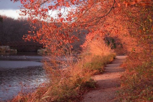 A serene path lined with vibrant autumn foliage beside a calm lake, with a bridge in the background.