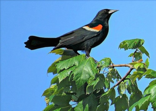 A black bird with a bright orange patch on its wing perched on green leaves against a clear blue sky.