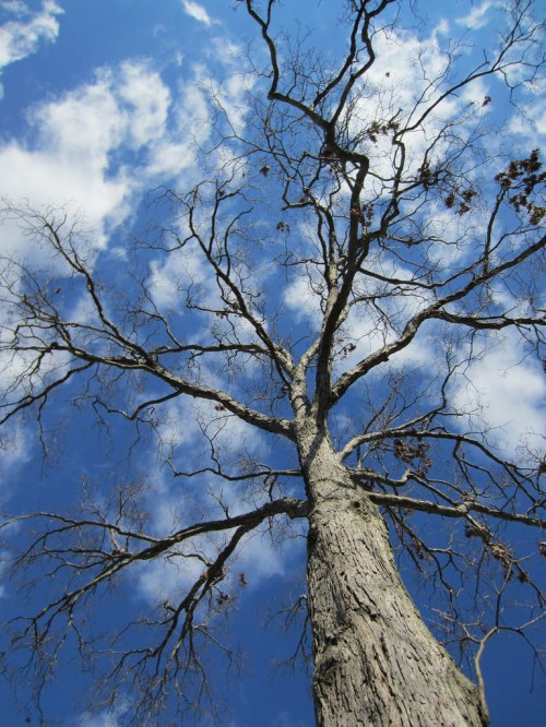 A tall, bare tree stretches upward against a bright blue sky with fluffy white clouds.